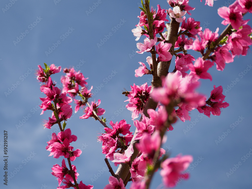 adobestock 592191287 preview