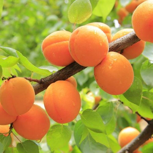 albaricoque arbol