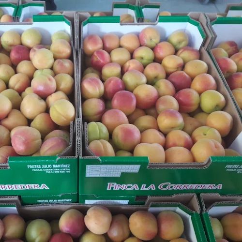 albaricoques bandeja