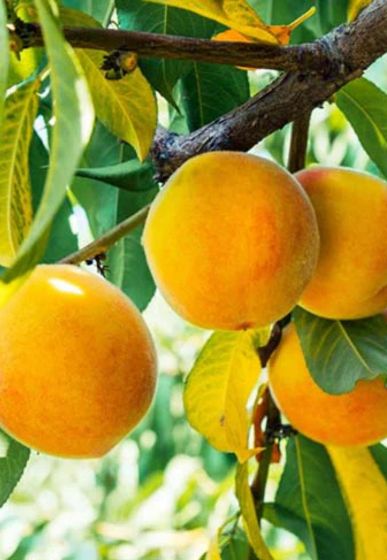 cultivo melocoton amarillo