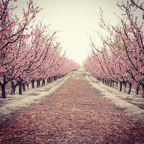 fruta online cieza la corredera