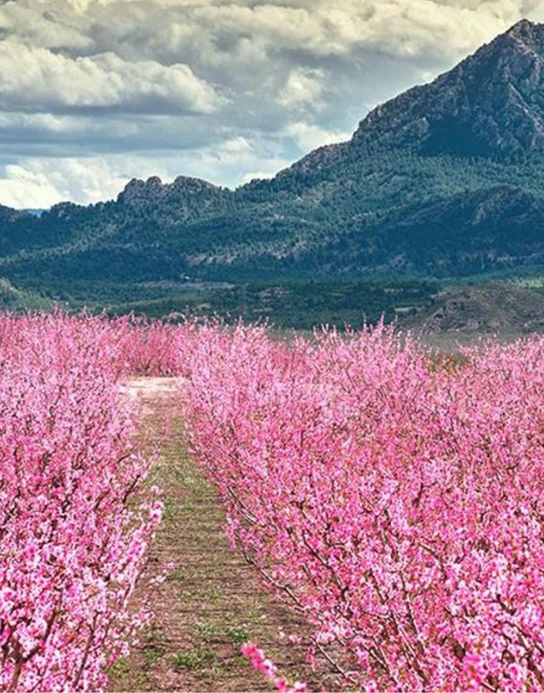 quienes somos zonas producion